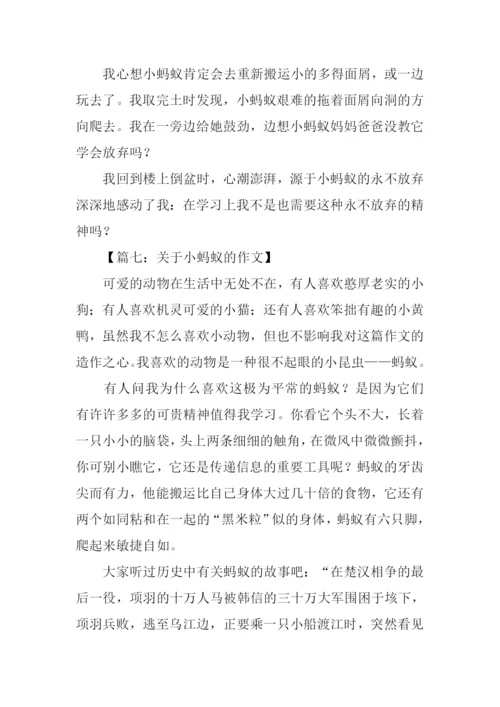 关于小蚂蚁的作文.docx