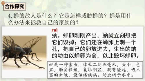 21《蝉》课件