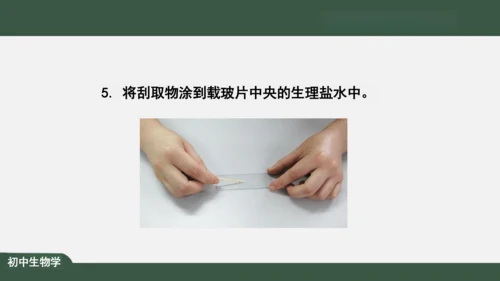 2.1.3 动物细胞 课件（共32张PPT）