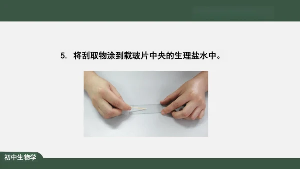 2.1.3 动物细胞 课件（共32张PPT）