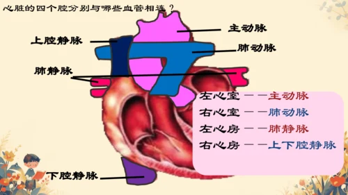 初中生物学人教版（新课程标准）七年级下册4.4.3输送血液的泵──心脏课件(共27张PPT)
