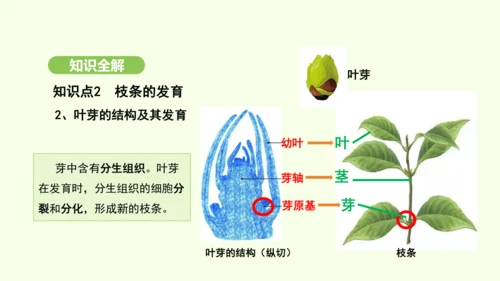 第三单元-第一章-第二节-植株的生长课件-2024-2025学年七年级生物下学期人教版(2024)(