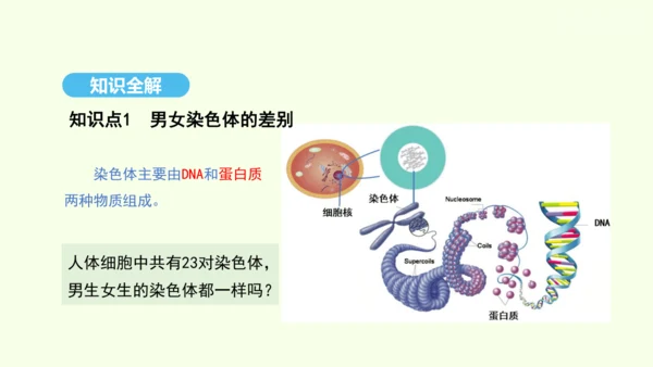 7.2.4人的性别遗传课件-人教版生物八年级下册(共31张PPT)