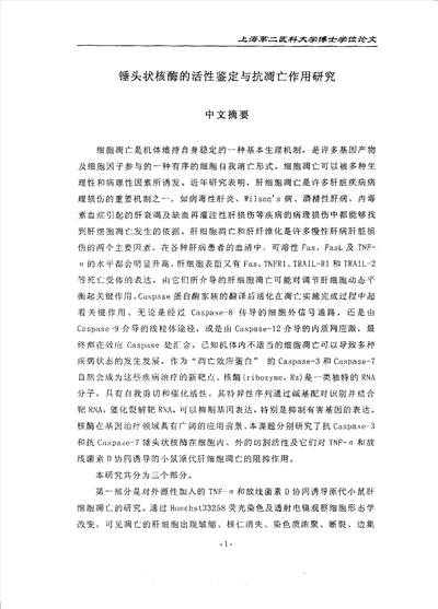 锤头状核酶的活性鉴定与抗凋亡作用分析
