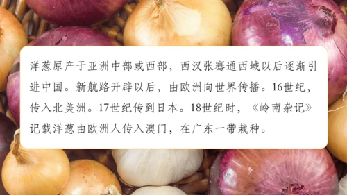 【人教新版】七上 第六章 跨学科主题学习 《探索外来食物传播史》（教学课件24张）