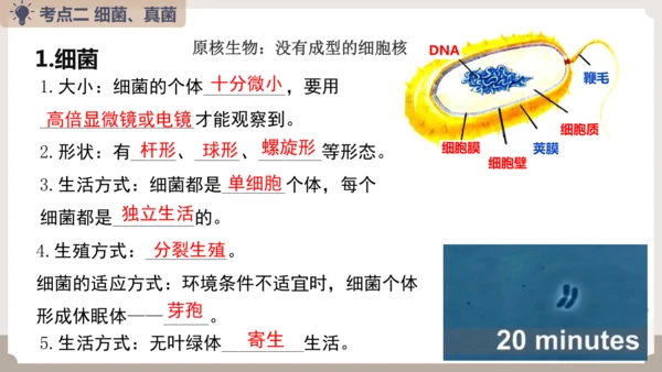 人教版生物八年级上册2.3 细菌、真菌和病毒 本章复习课件(共23张PPT)+视频素材