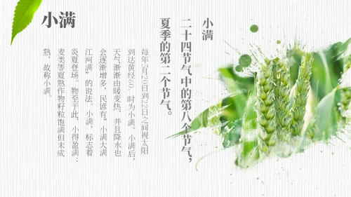 小满——禾苗青苗稻谷嫩芽通用PPT模板