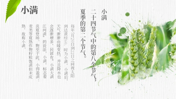 小满——禾苗青苗稻谷嫩芽通用PPT模板