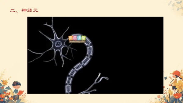 人教版（新课程标准）七年级下册4.6.2  神经系统的组成课件(共20张PPT)