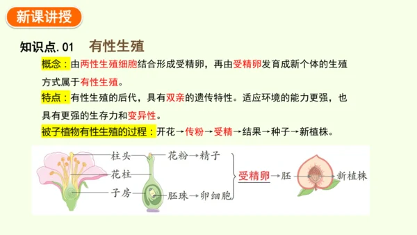 7.1.1植物的生殖-八年级生物人教版下学期同步精品课件(共33张PPT)