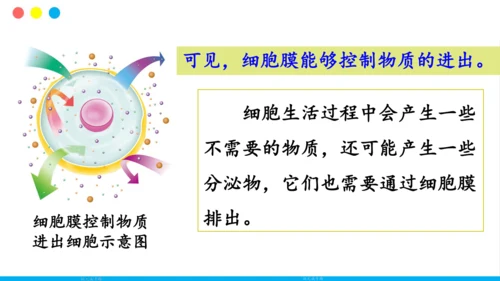 人教版（新课程标准）（2024）1.2.4细胞的生活(共41张PPT)