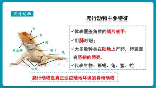 第一章动物的主要类群（复习课件）-八年级生物上册同步教学精制课件（人教版）(共25张PPT)