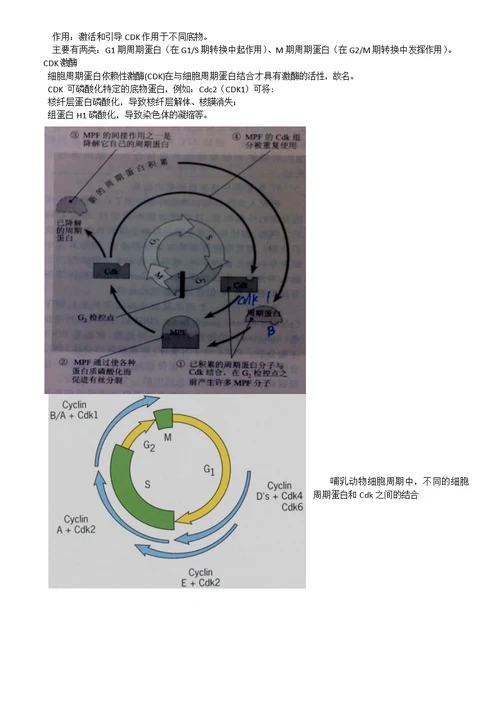 高中生物竞赛细胞的生活