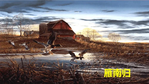 19《大雁归来》课件
