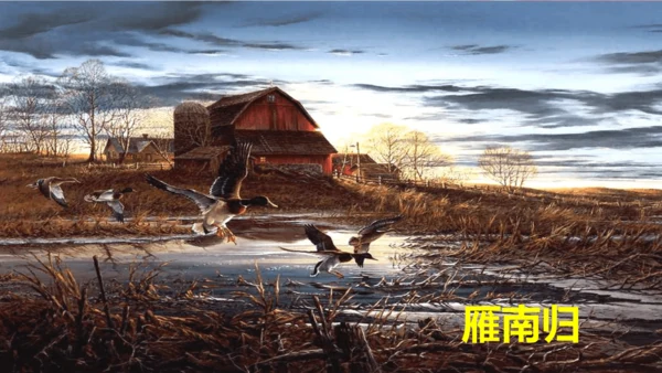 19《大雁归来》课件