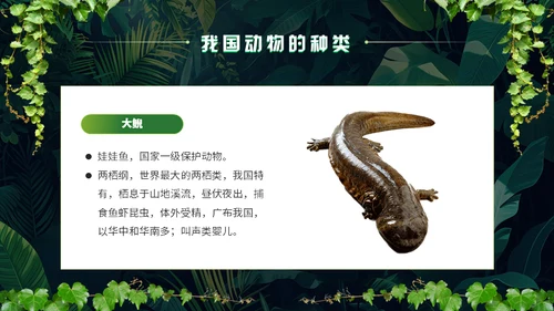 世界野生动植物日保护野生动物通用PPT模板