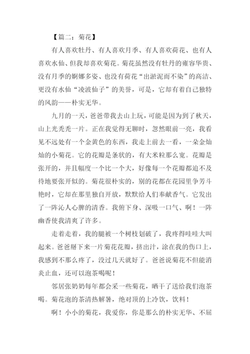 写菊花的作文400字.docx