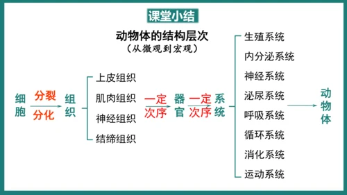 第一单元第三章从细胞到生物体（复习课件）-七年级生物上册同步教学精制课件（人教版2024）(共44张