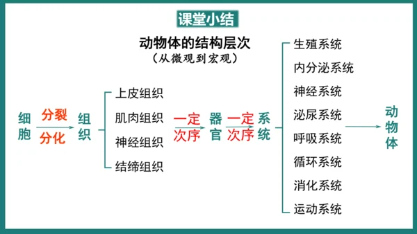 第一单元第三章从细胞到生物体（复习课件）-七年级生物上册同步教学精制课件（人教版2024）(共44张