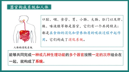 第一单元第三章从细胞到生物体（复习课件）-七年级生物上册同步教学精制课件（人教版2024）(共44张