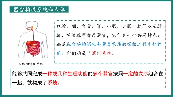 第一单元第三章从细胞到生物体（复习课件）-七年级生物上册同步教学精制课件（人教版2024）(共44张