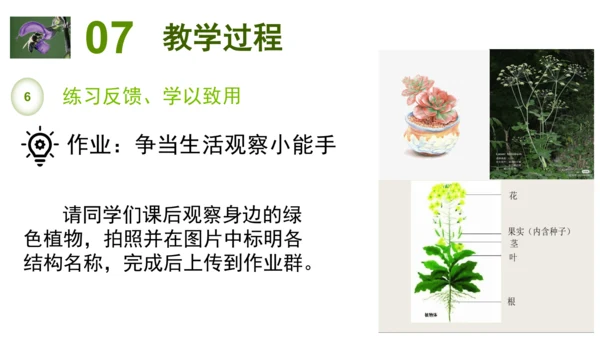 2.2.3植物体的结构层次 【说课课件】2023--2024学年人教版生物七年级上册(共42张PPT
