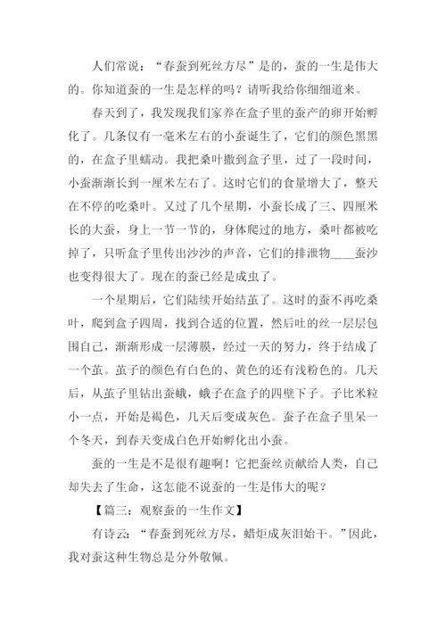 蚕的一生作文300字.docx