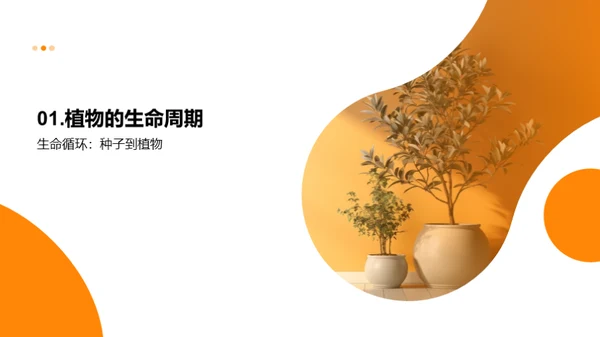 生命奥秘——植物的生长