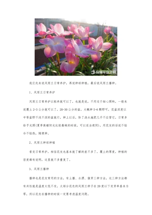 五彩石竹的种植方法.docx