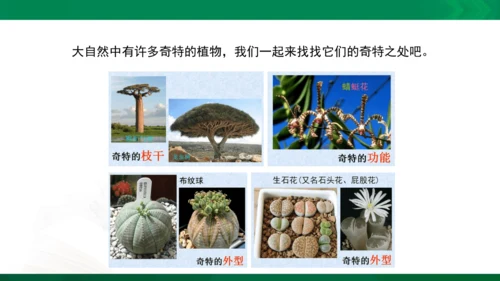 人教版一年级下册美术11《太空里的植物》精品课件