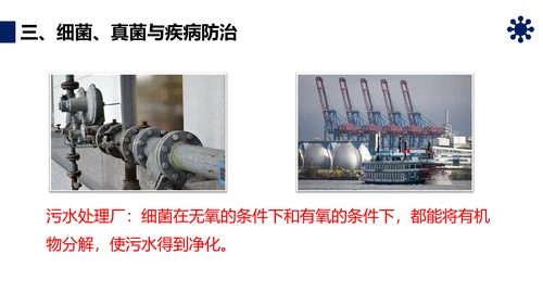 人类对细菌和真菌的利用PPT课件