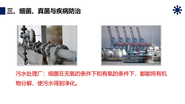人类对细菌和真菌的利用PPT课件