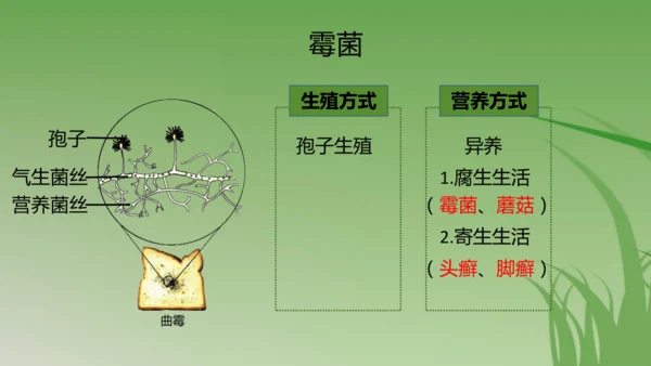 人教版生物七年级上册3.3《真菌》（课件）(共25张PPT)