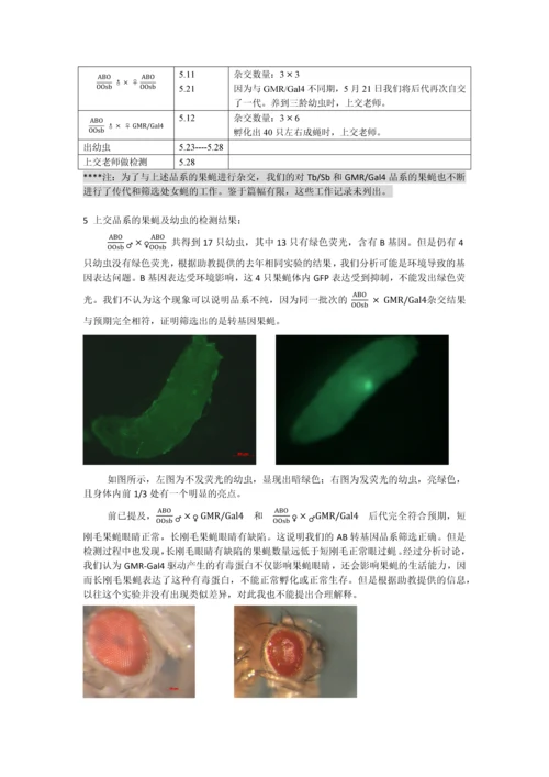 转基因果蝇实验—崔丽嘉.docx