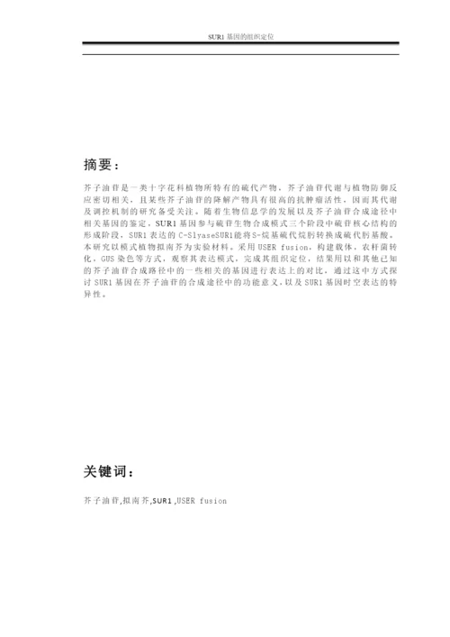 毕业论文—SUR1基因的组织定位.docx