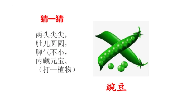 5《一个豆荚里的五粒豆》  课件