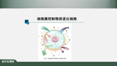 2.1.4  细胞的生活 课件（共26张PPT）