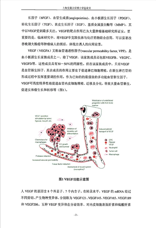 靶向血管内皮生长因子治疗视网膜母细胞瘤研究眼科学专业毕业论文