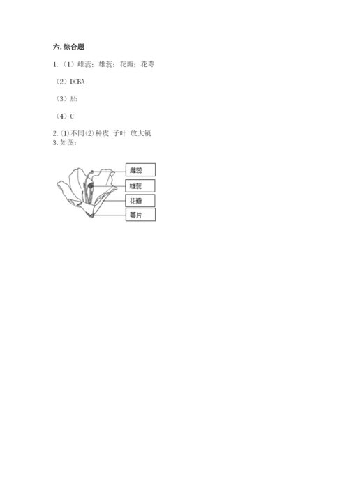 教科版四年级下册科学第一单元《植物的生长变化》测试卷（培优）.docx