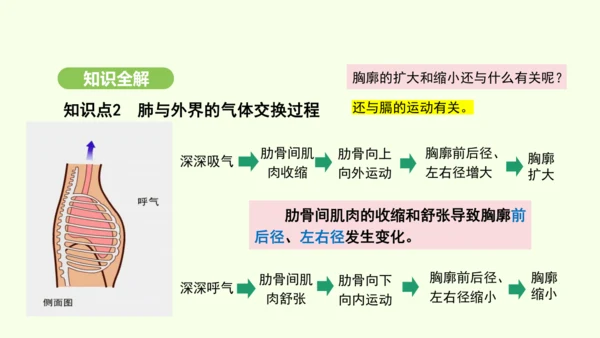 第四单元-第三章-第二节-发生在肺内的气体交换（第1课时）课件-2024-2025学年七年级生物下学