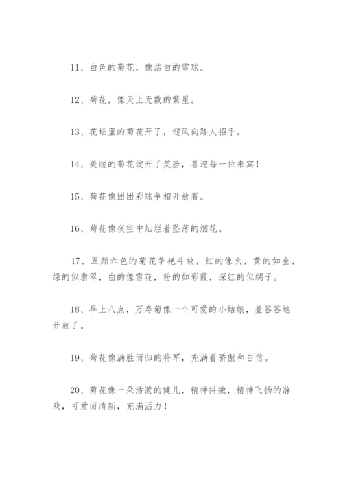 菊花比喻句 菊花比喻句摘抄113句.docx