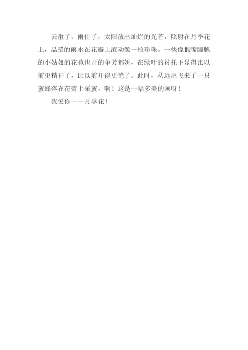 月季花的作文300字-2.docx