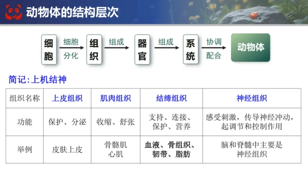 人教版（2024）七年级上册生物七年级上册期末总复习课件(共31张PPT)