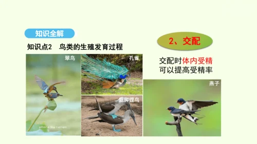 7.1.4鸟的生殖和发育课件-人教版生物八年级下册(共28张PPT)