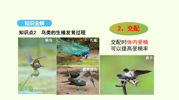 7.1.4鸟的生殖和发育课件-人教版生物八年级下册(共28张PPT)