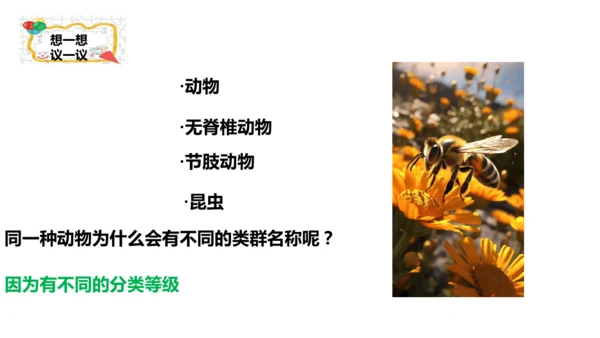 人教版生物七年级上册2.4.2《生物分类的方法——从种到界》课件(共26张PPT)