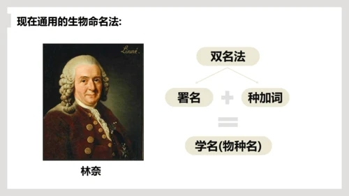 6.1.2+从种到界-【互动课堂】八年级生物上册精品课件（人教版）(共20张PPT)