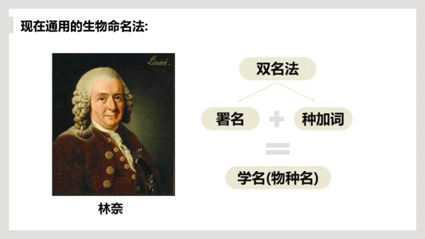 6.1.2+从种到界-【互动课堂】八年级生物上册精品课件（人教版）(共20张PPT)