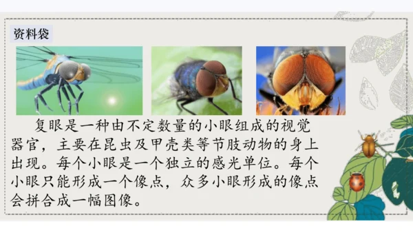 4昆虫备忘录   课件