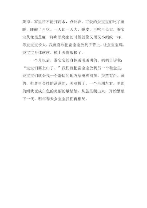 蚕宝宝观察日记300字.docx